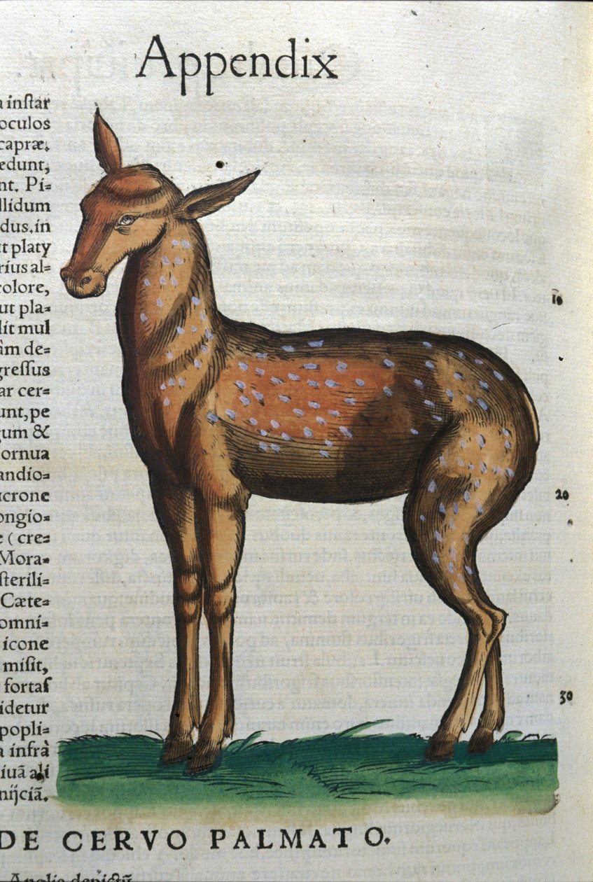 Cervidae (antilope?) i Historia Animalium av Conrad Gesner (1516 - 1565), Tiguri av Unknown artist