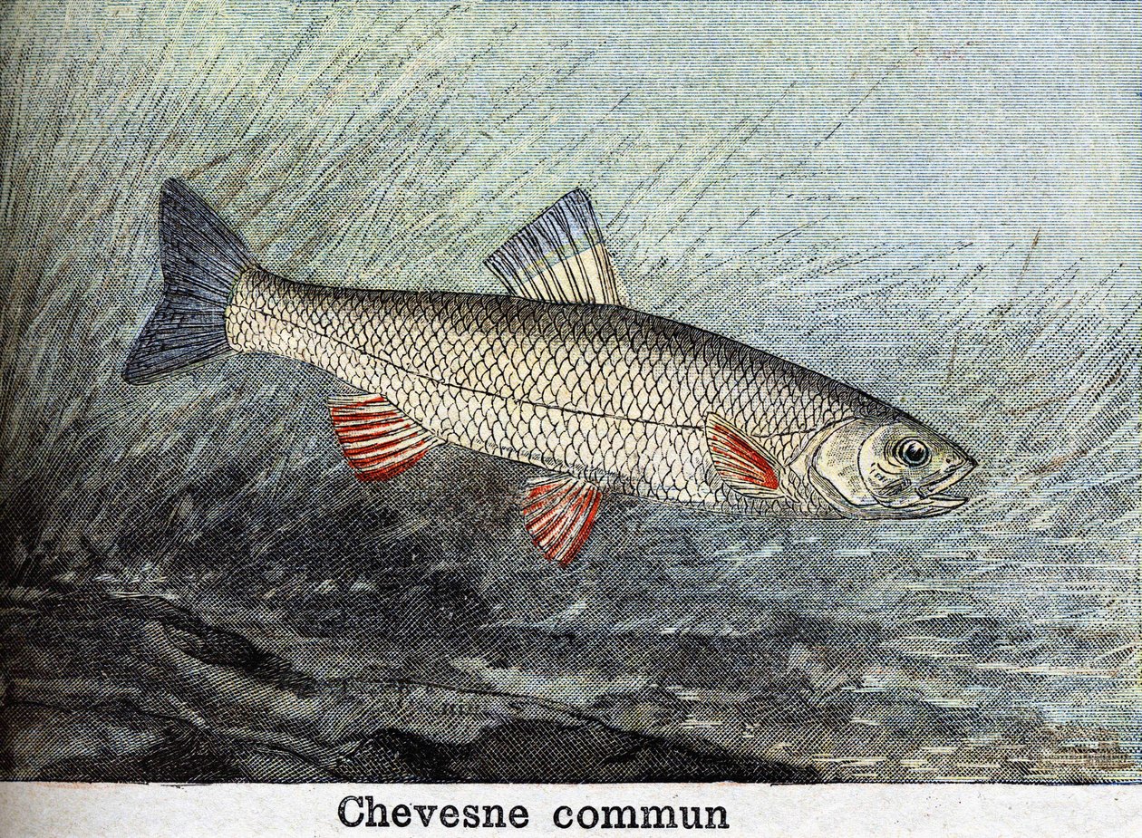 Chevense commun engraving from 1898 av Unknown artist