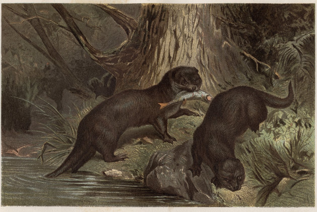 Chilean Otter - The southern river otter, Lontra provocax - engraving from “” Brehm