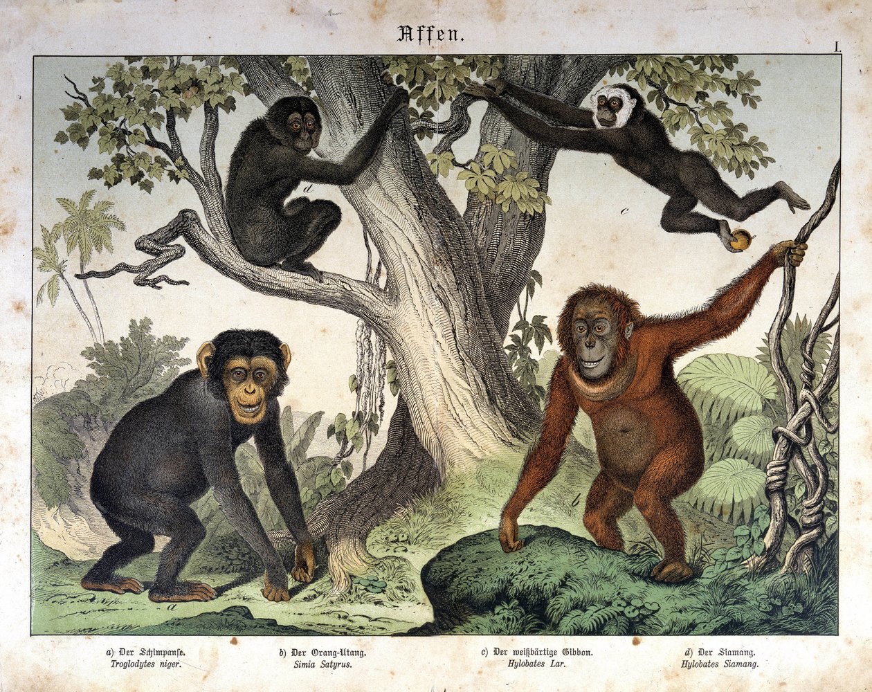 Sjimpanseaper, orangutang (orang-utang, orang-orang, orang-utang)... - i "" Natural history of pattedyr", red. Schreiber, München av Unknown artist