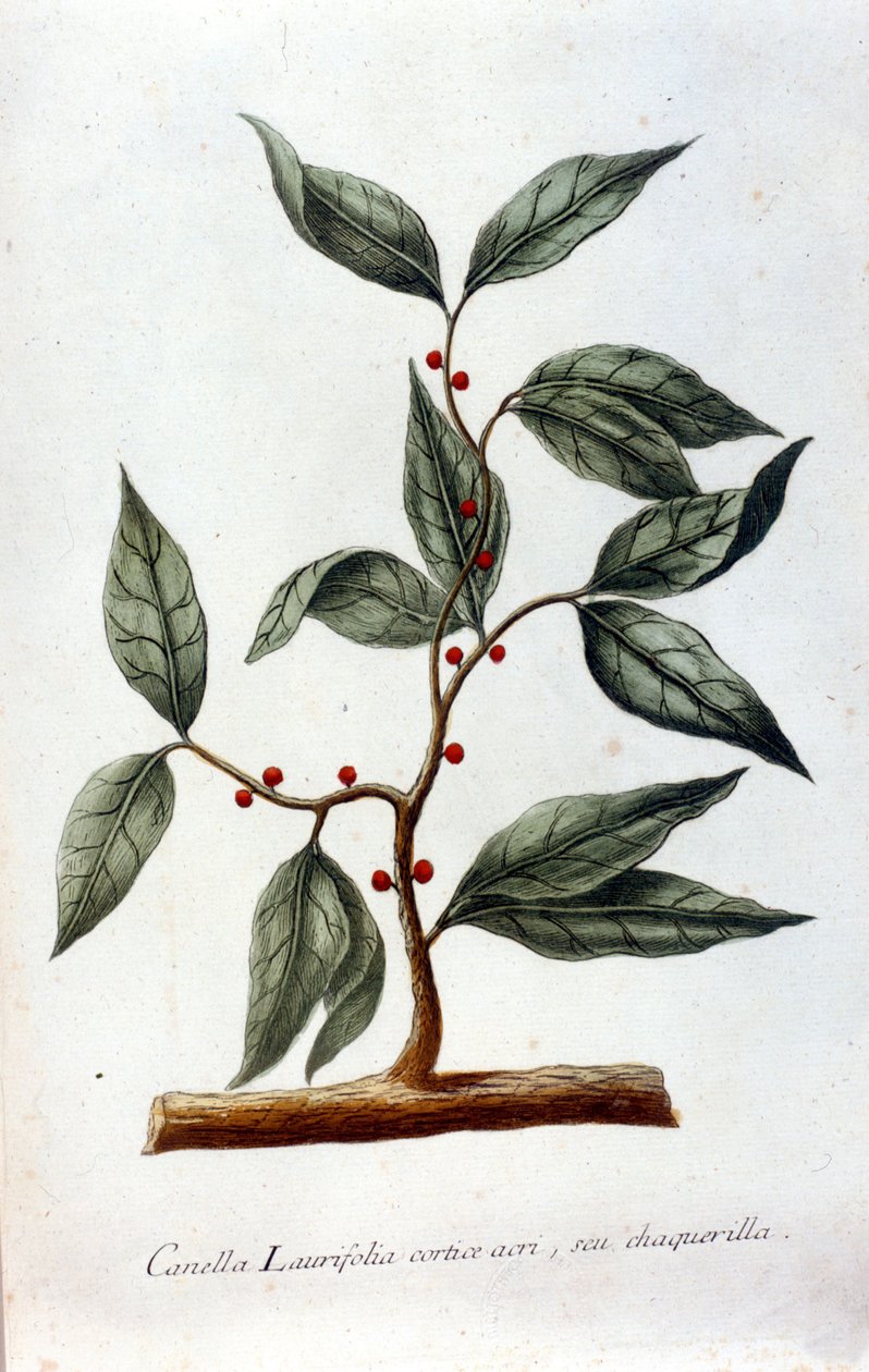 Kanel. Herbarium fra 1800-tallet. av Unknown artist