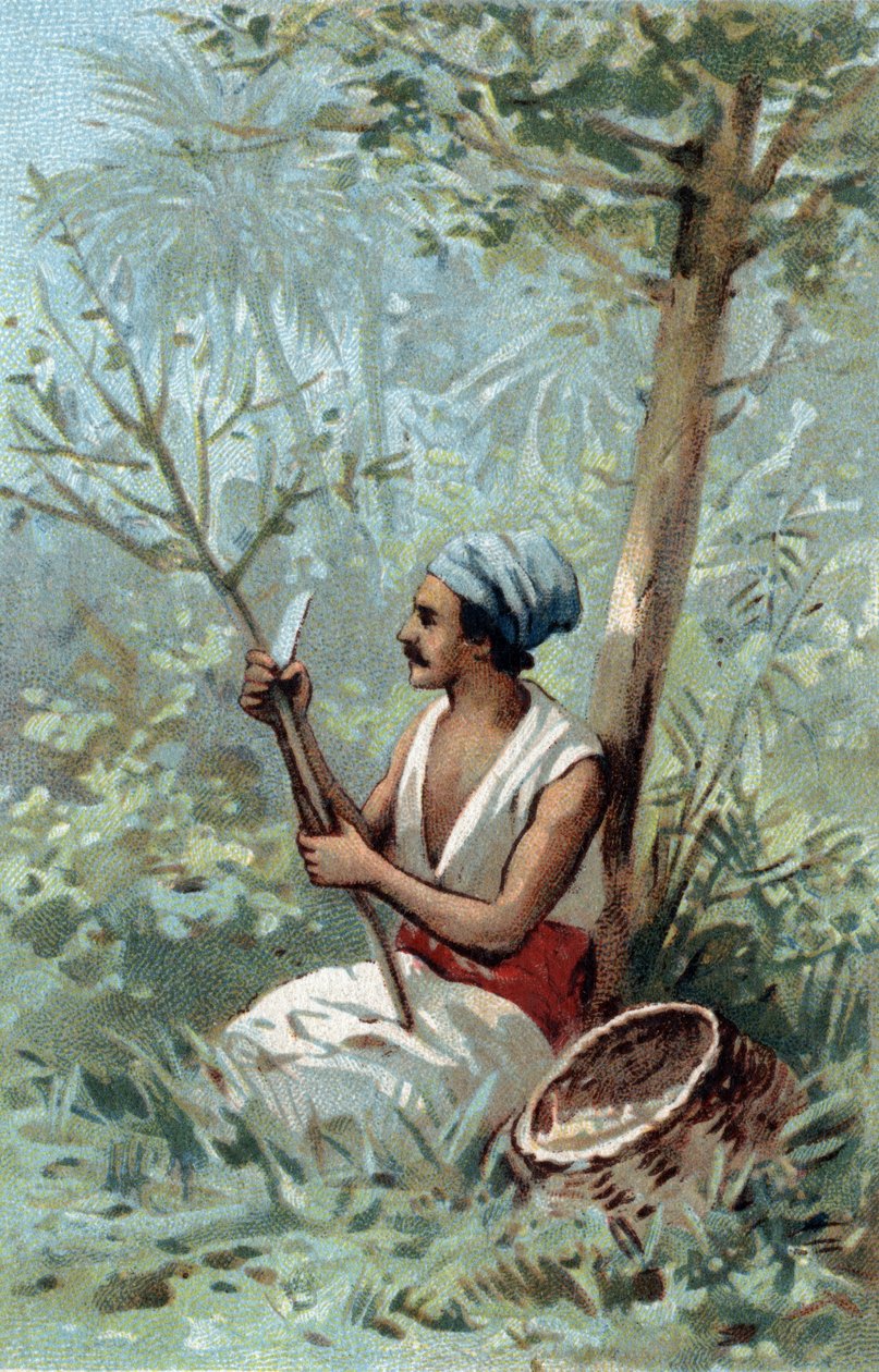 Kanelskall en Ceylon. Kromolitografi på slutten av 1800-tallet. av Unknown artist