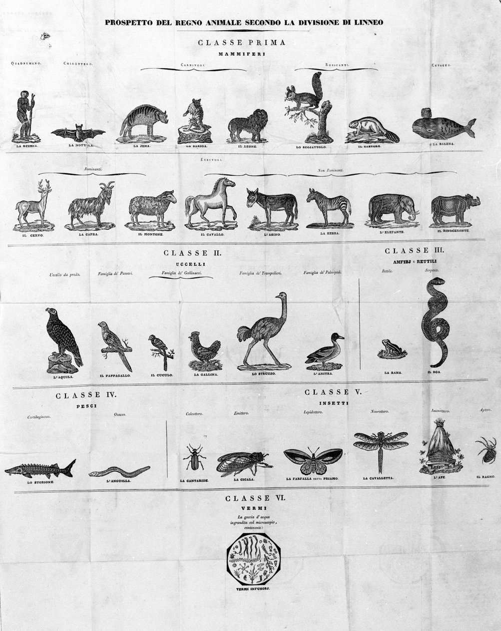 Klassifisering av Carl Von Linné svensk naturforsker og forfatter (1707 - 1778). Sd. gravering fra 1800-tallet. av Unknown artist