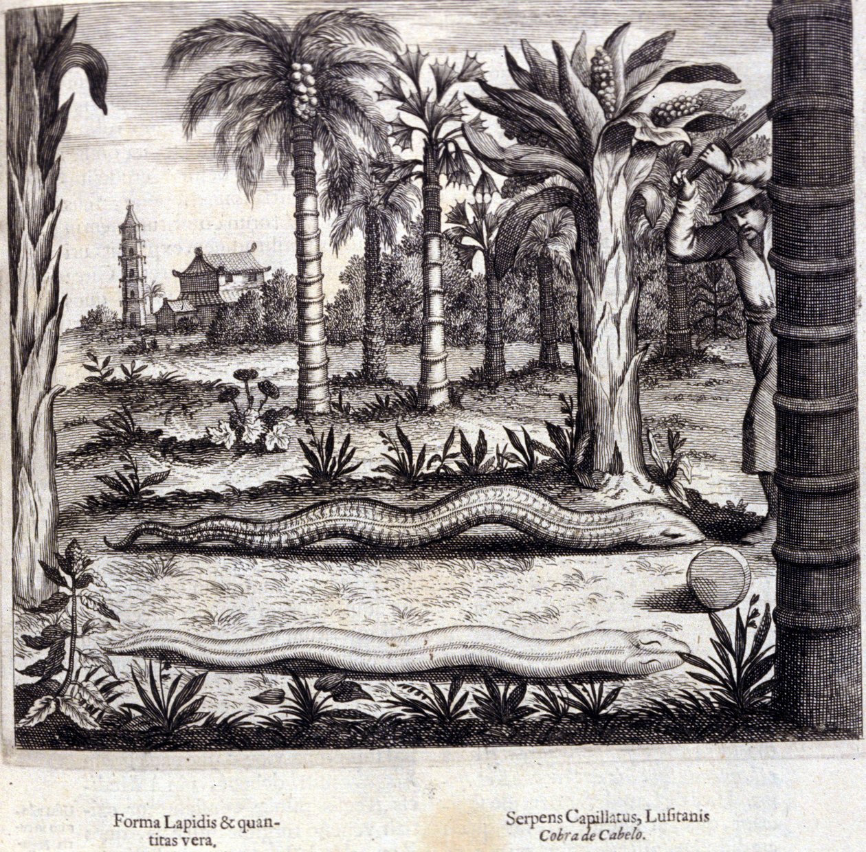 Kobra og giftig slange fra India. "De China Monumenta" av Athanasius Kircher (1601 - 1680), jesuitt, orientalist og tysk lærd, Amsterdam 1667. av Unknown artist