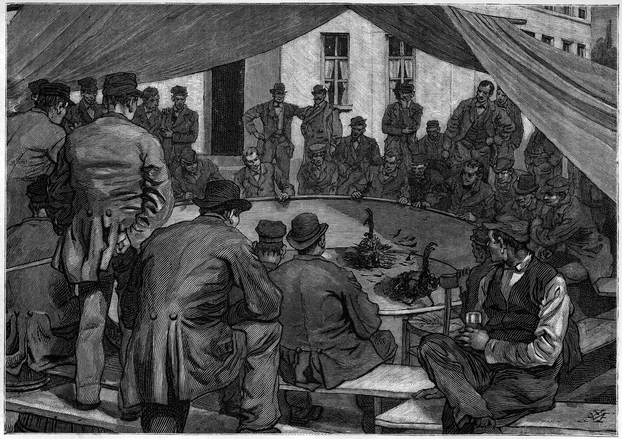 Hanekamp i Belgia i 1888 i "" le journal de la Jeunesse "" fra 1888. av Unknown artist