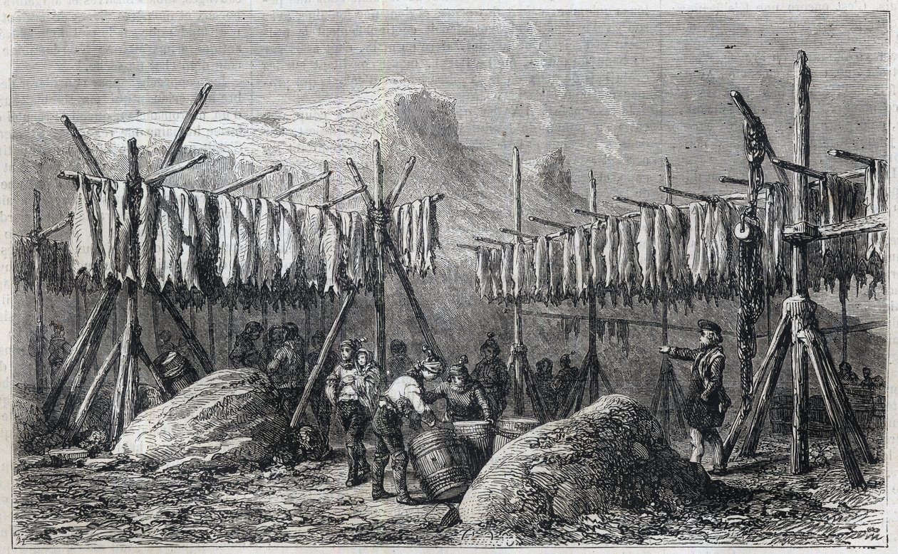 Torsketørking i Fiskerness på Grønland - Torsketørking i Fiskerness på Grønland Gravering fra “” The Illustrous Universe”” 1866 av Unknown artist