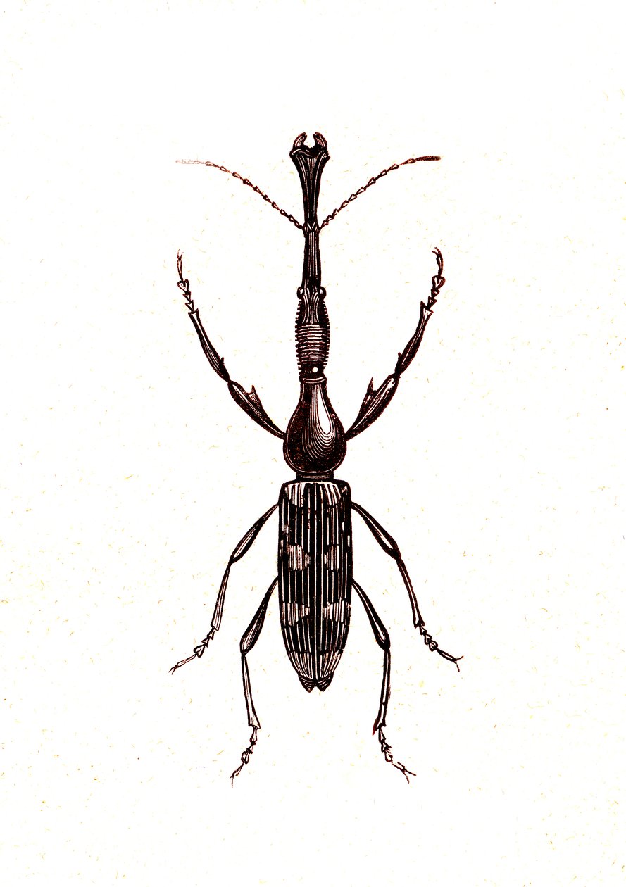 Coleoptera: Brenthus Temminchii av Unknown artist