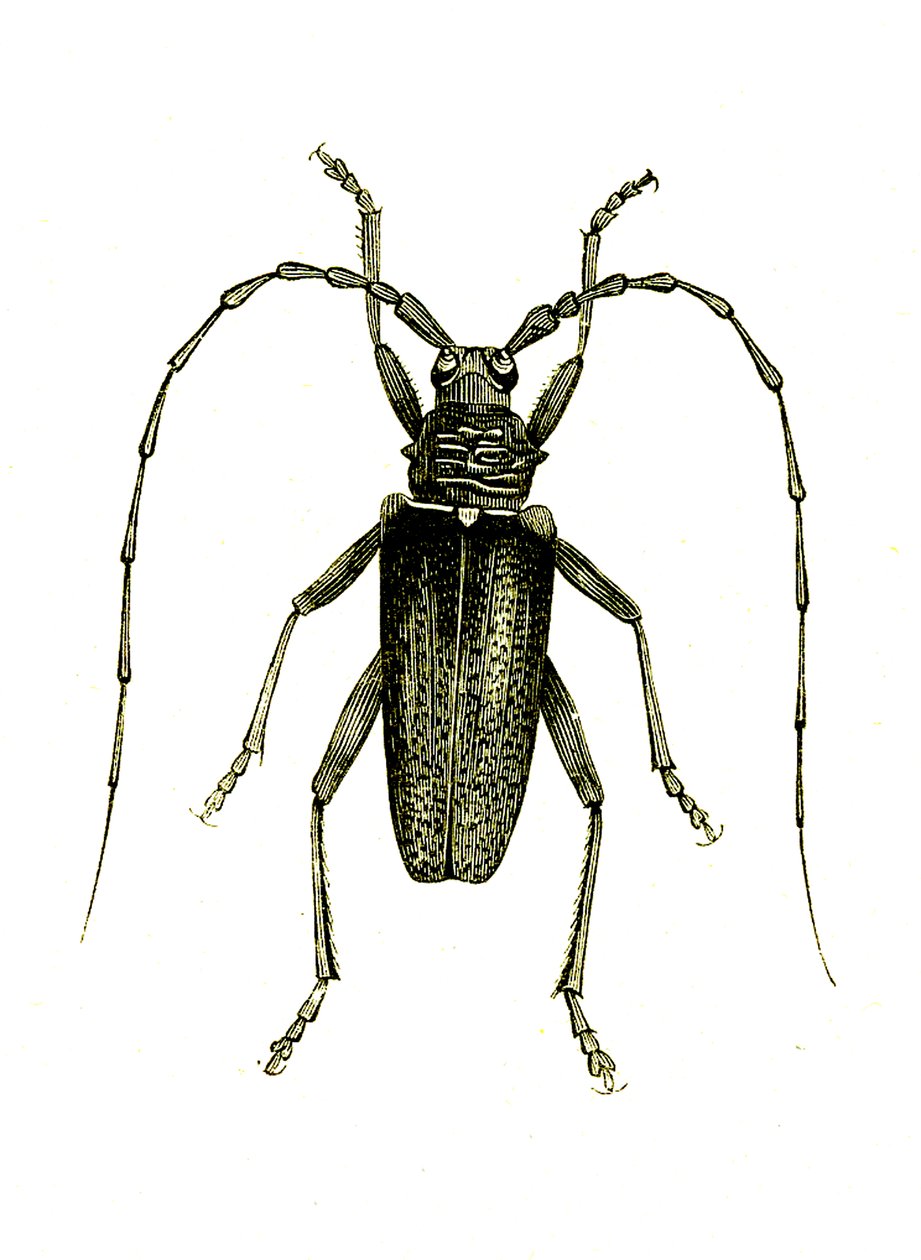 Coleoptera: Cerambyx-helter av Unknown artist