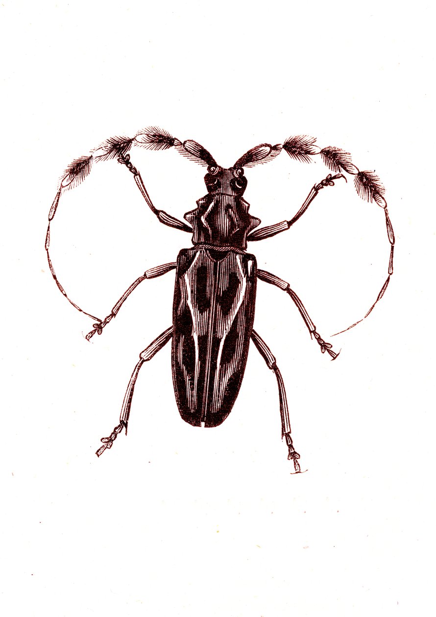 Coleoptera: Lophocerus barbatus av Unknown artist