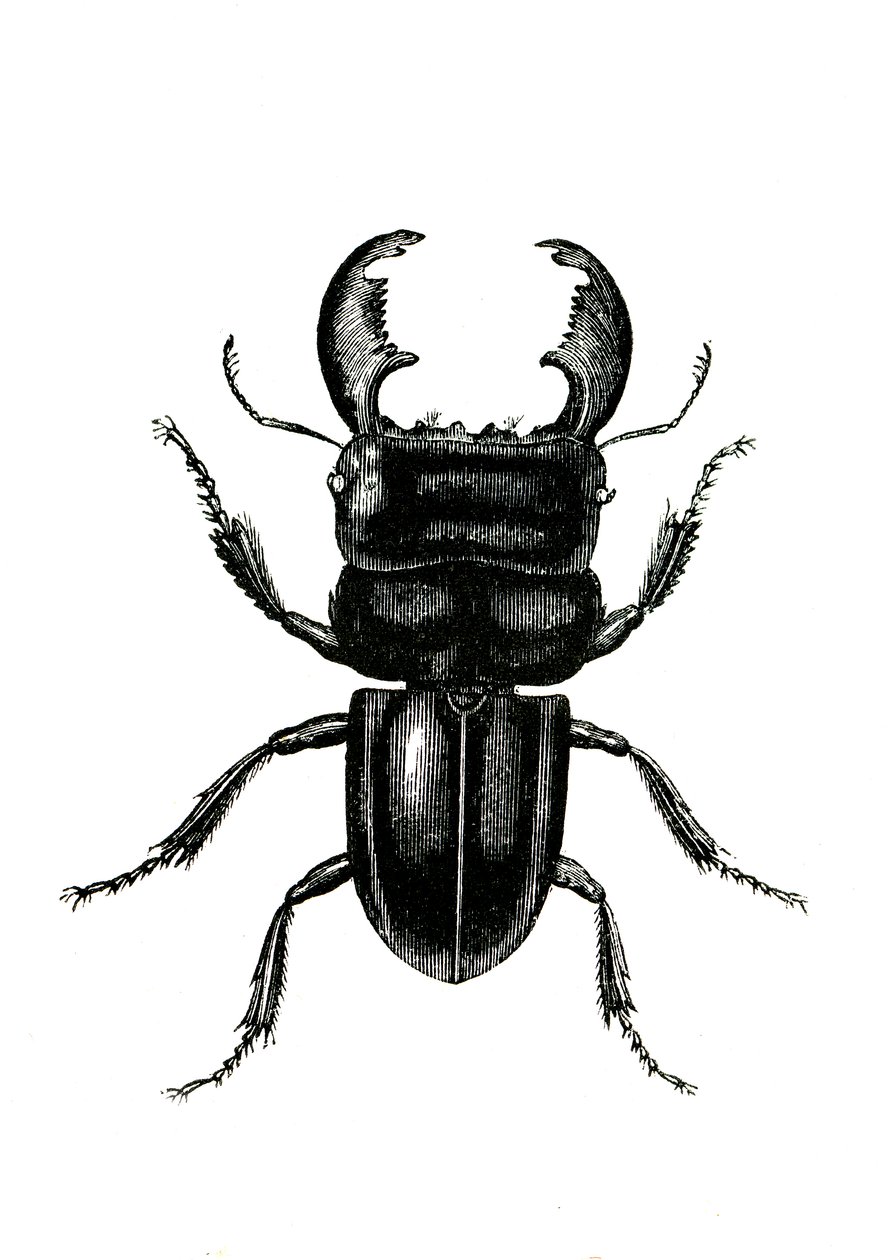 Coleoptera: Odontolarius giganteus av Unknown artist