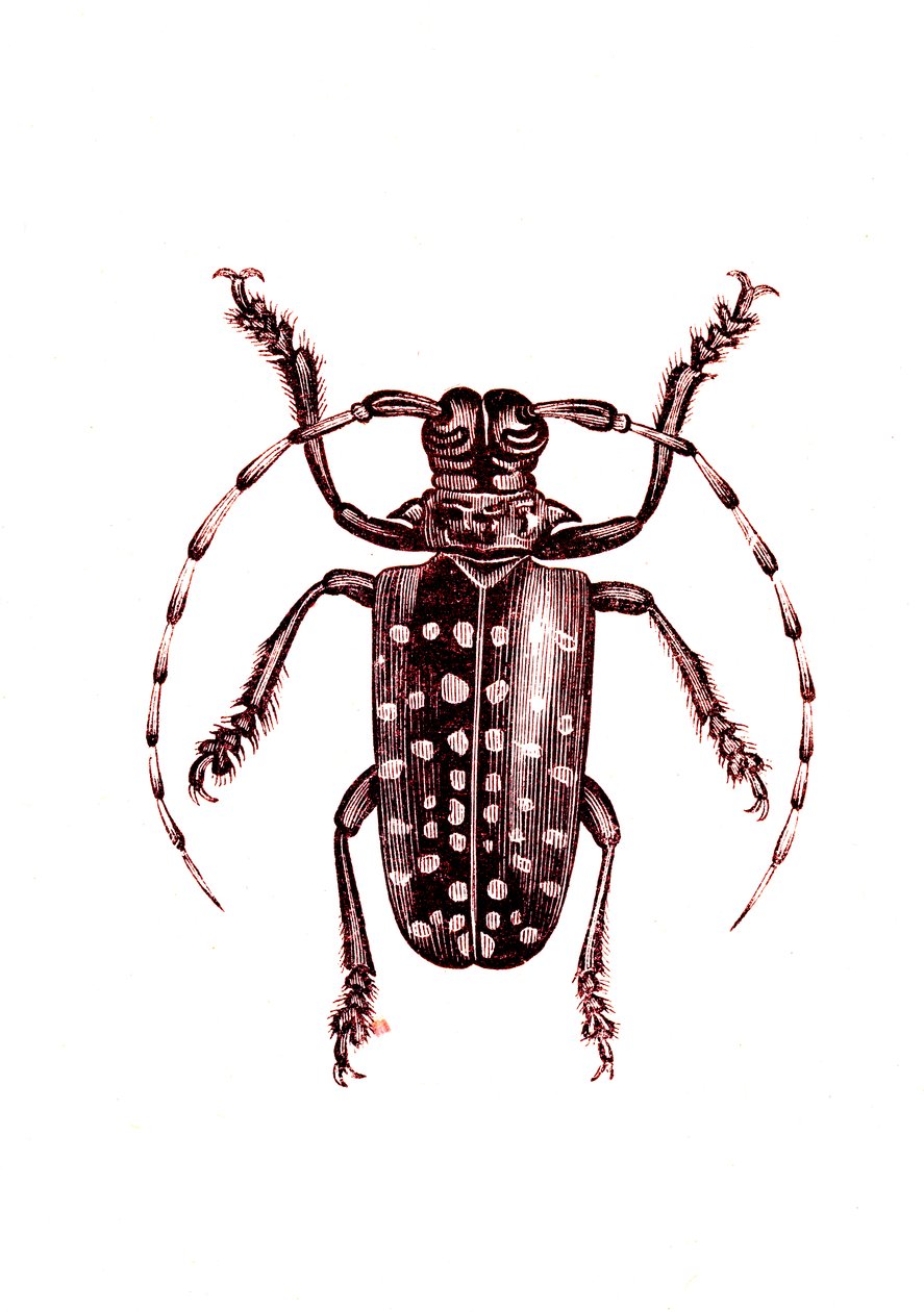Coleoptera: Ophoptera Tollii av Unknown artist