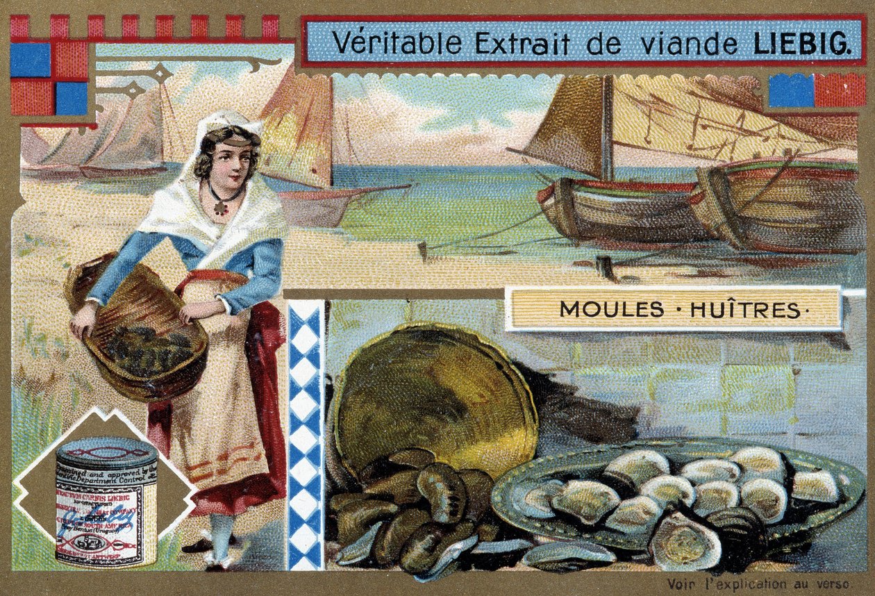 Samling av blåskjell og østers - chromo. Liébig, v.1900 av Unknown artist