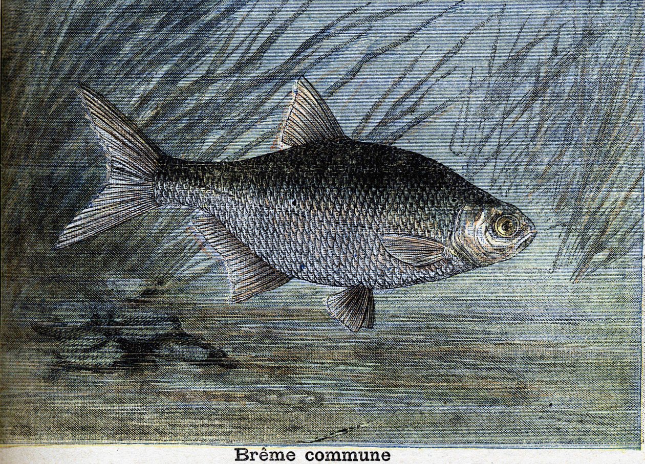 Vanlig Breme. Gravering fra 1897 av Unknown artist