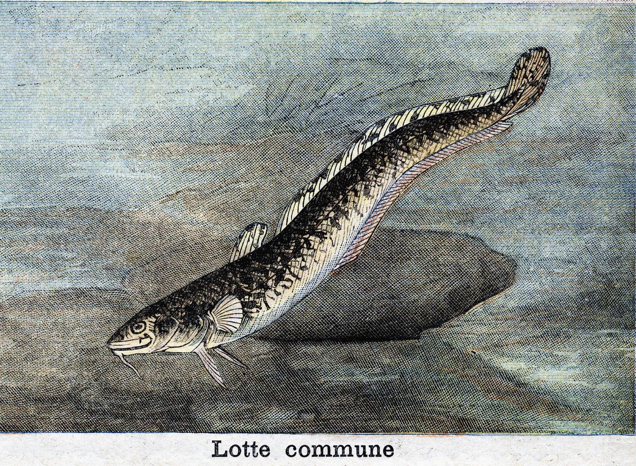 Felles Lotte-stikk fra 1898 av Unknown artist