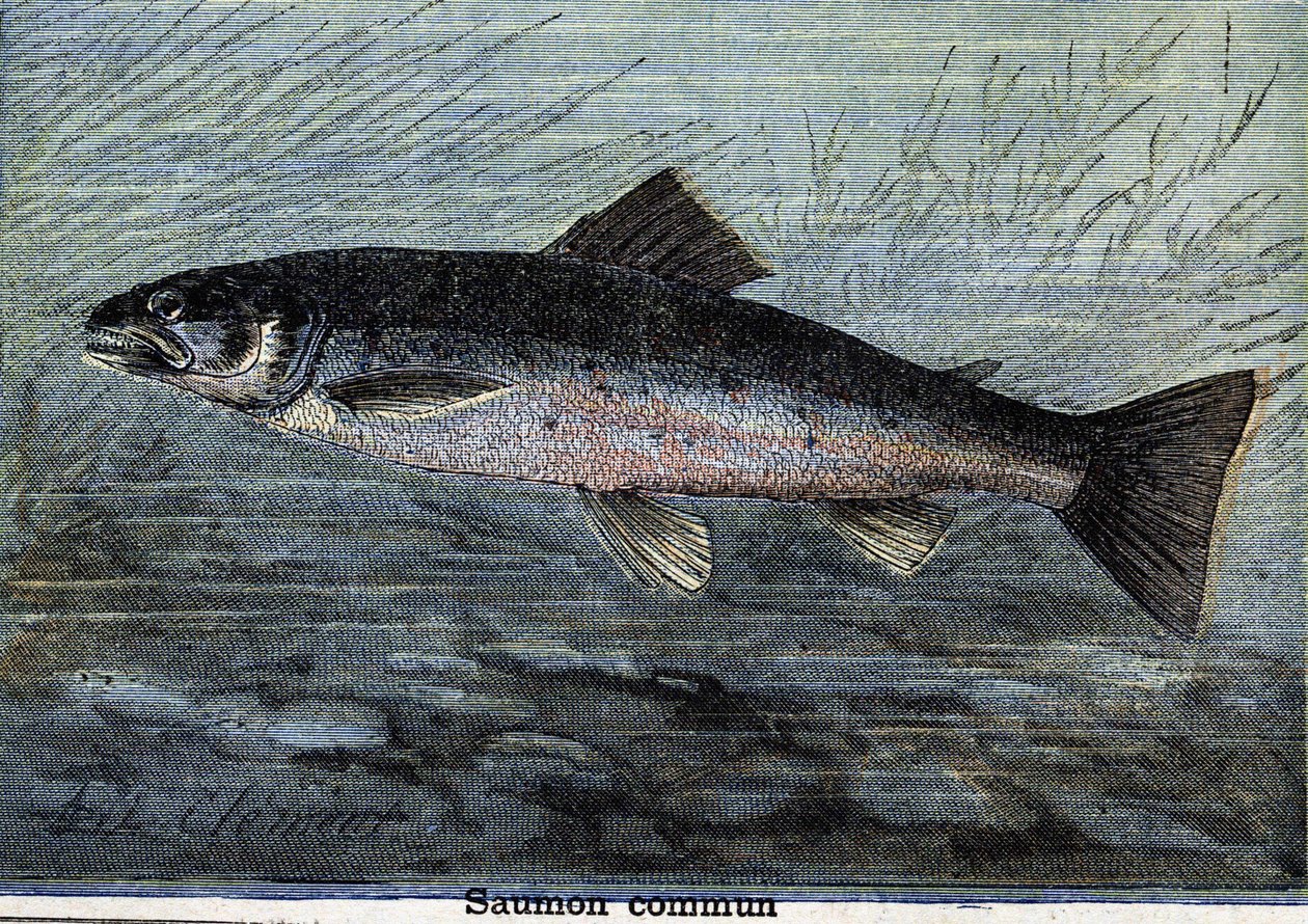 Vanlig laks. Gravering fra 1897 av Unknown artist