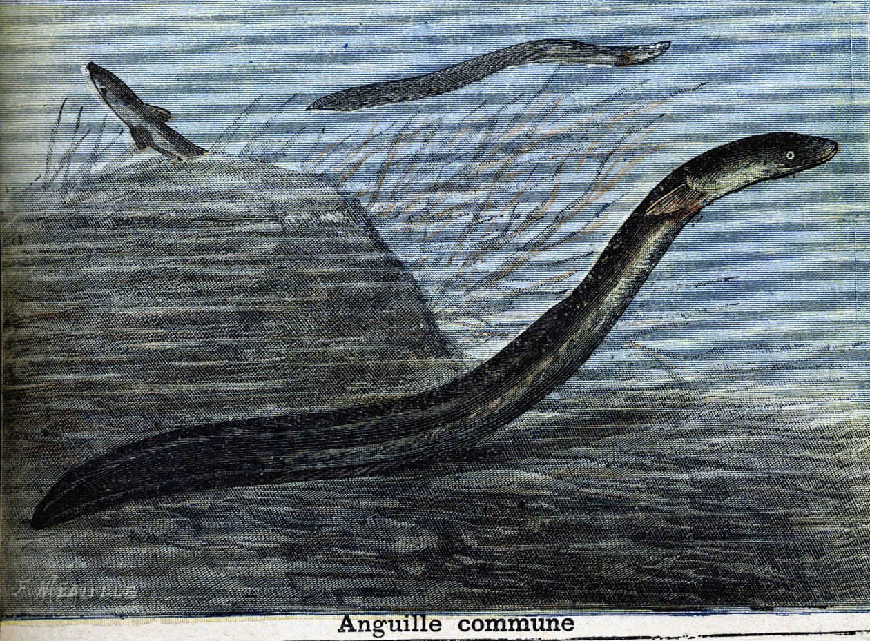 Vanlig ål. Gravering fra 1897 av Unknown artist