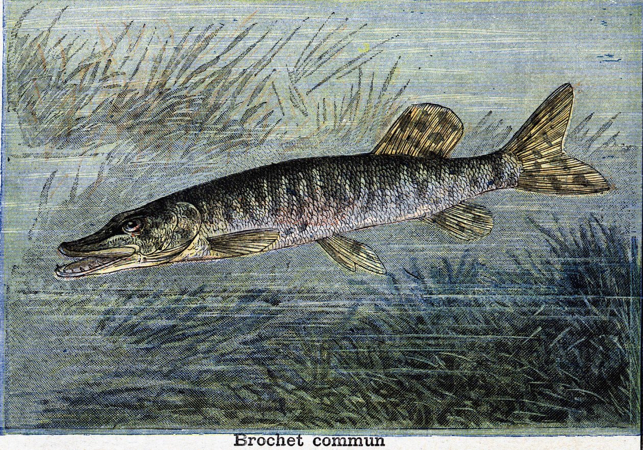 Common pike. Engraving from 1897 av Unknown artist