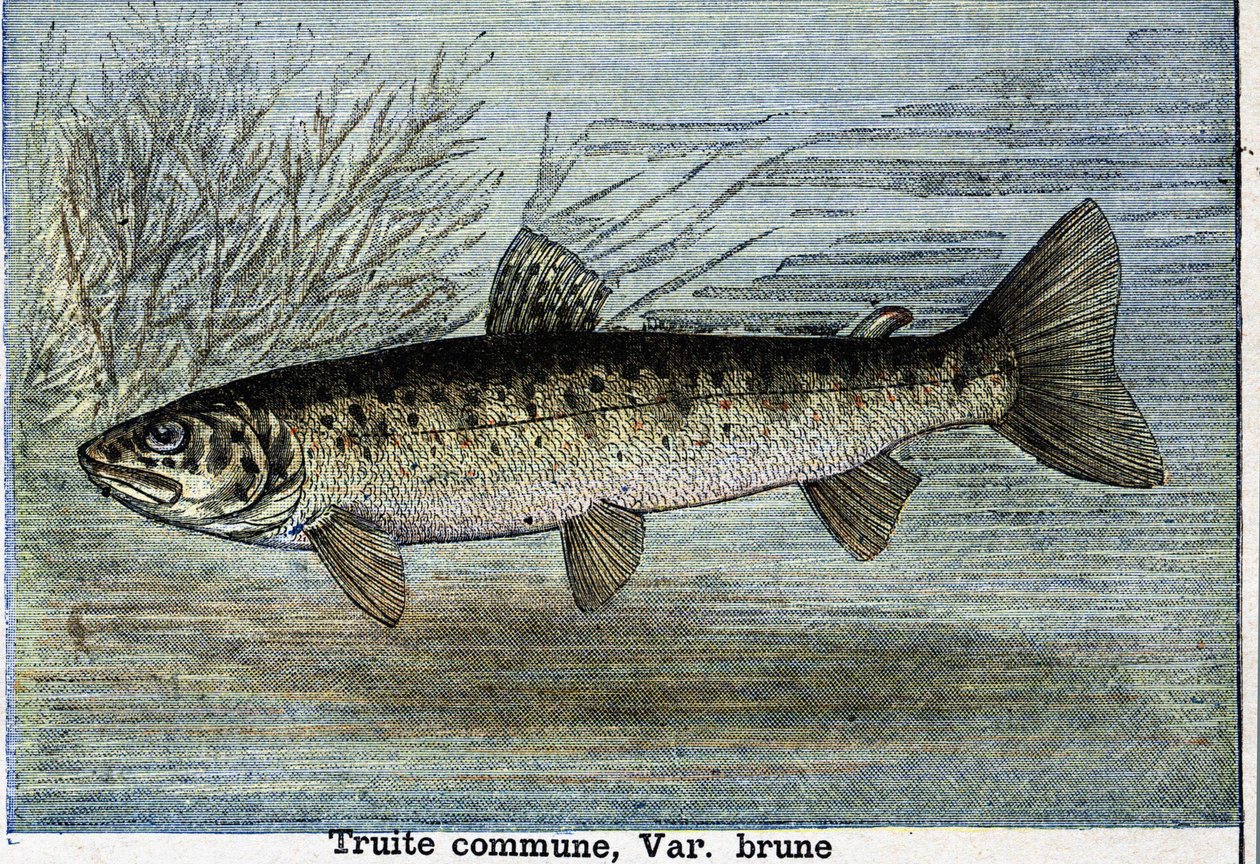 Common trout. Engraving from 1897 av Unknown artist