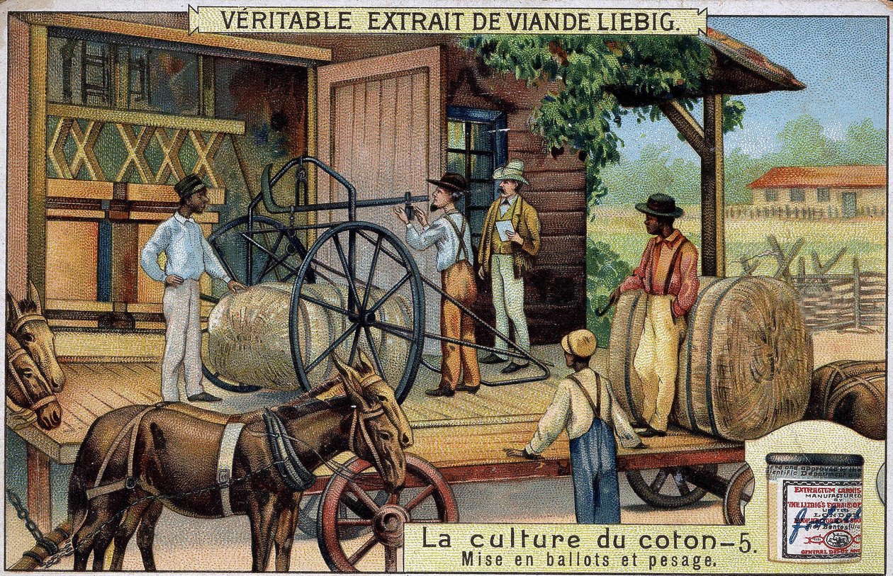 Cotton cultivation: Bales and Weighing (USA) Liebig chromolithography of the 19th century av Unknown artist