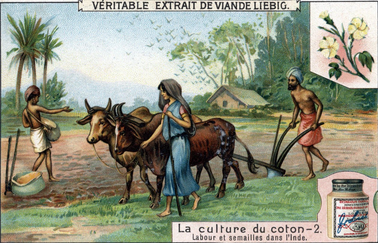 Bomullsdyrking: pløying og såing i India. Kromolitografi, Liebig-bilde. av Unknown artist