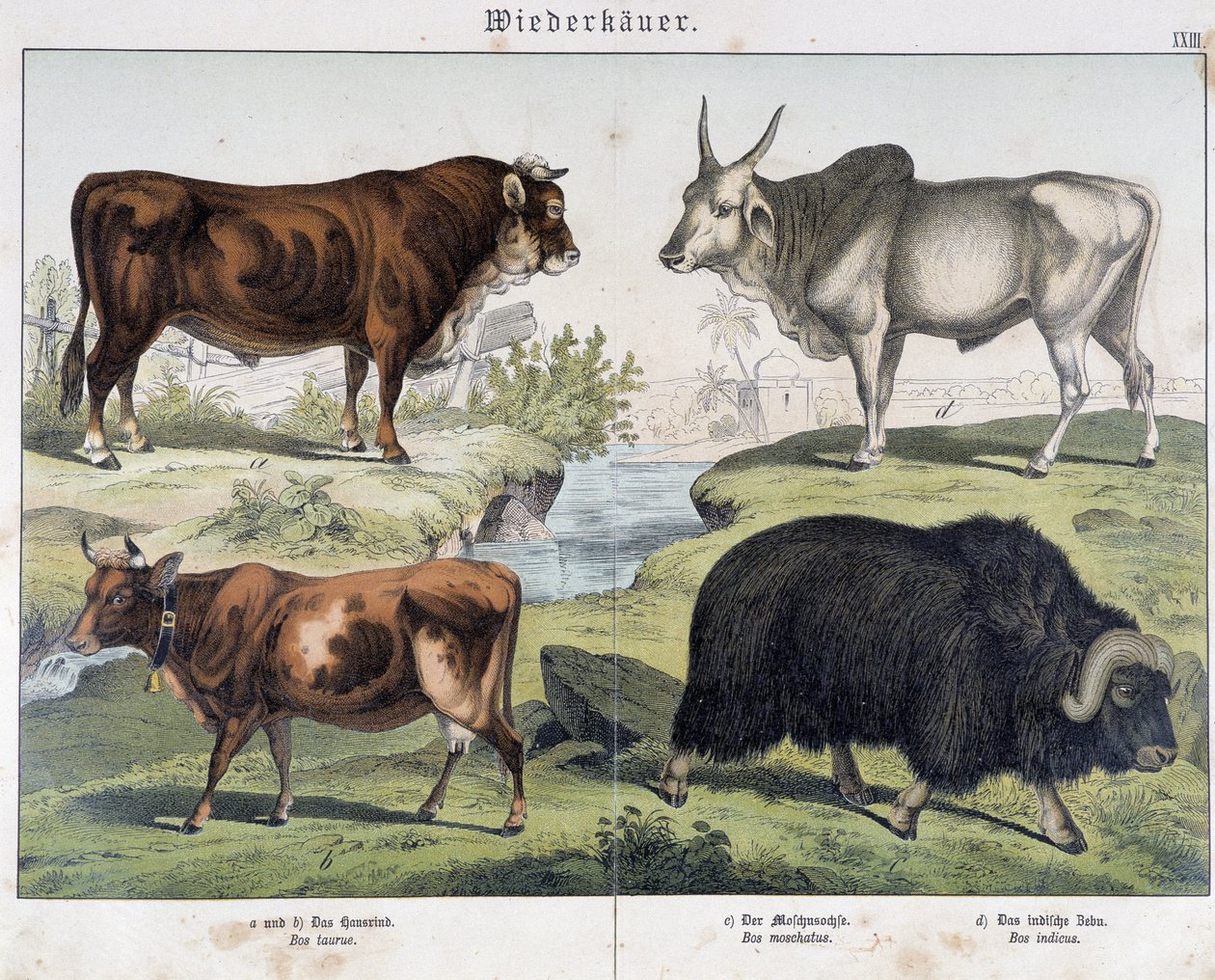 Ku, biff, yack - i "" Natural History of Pattedyr", red. Schreiber av Unknown artist