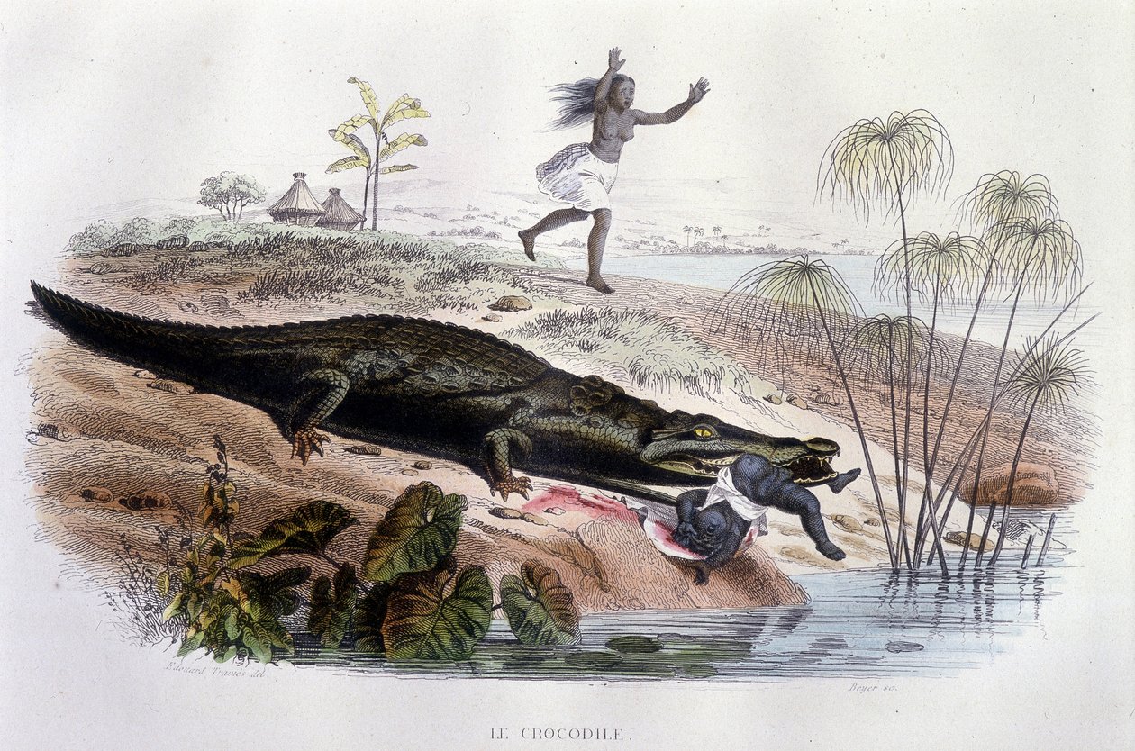 Krokodille som sluker et lite barn - i "Histoire Naturelle" av Lacépède, red. Veurne, Paris av Unknown artist