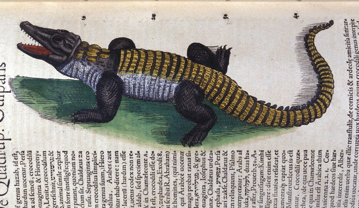 Krokodille. i Historia Animalium av Conrad Gesner (1516 - 1565), Tiguri av Unknown artist