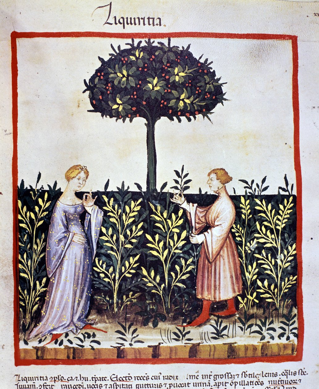 Dyrking av medisinplante: høsting av lakris (ved eller rot). Belysning fra melking av medisin og diett "" Tacuinum sanitatis"" av Unknown artist