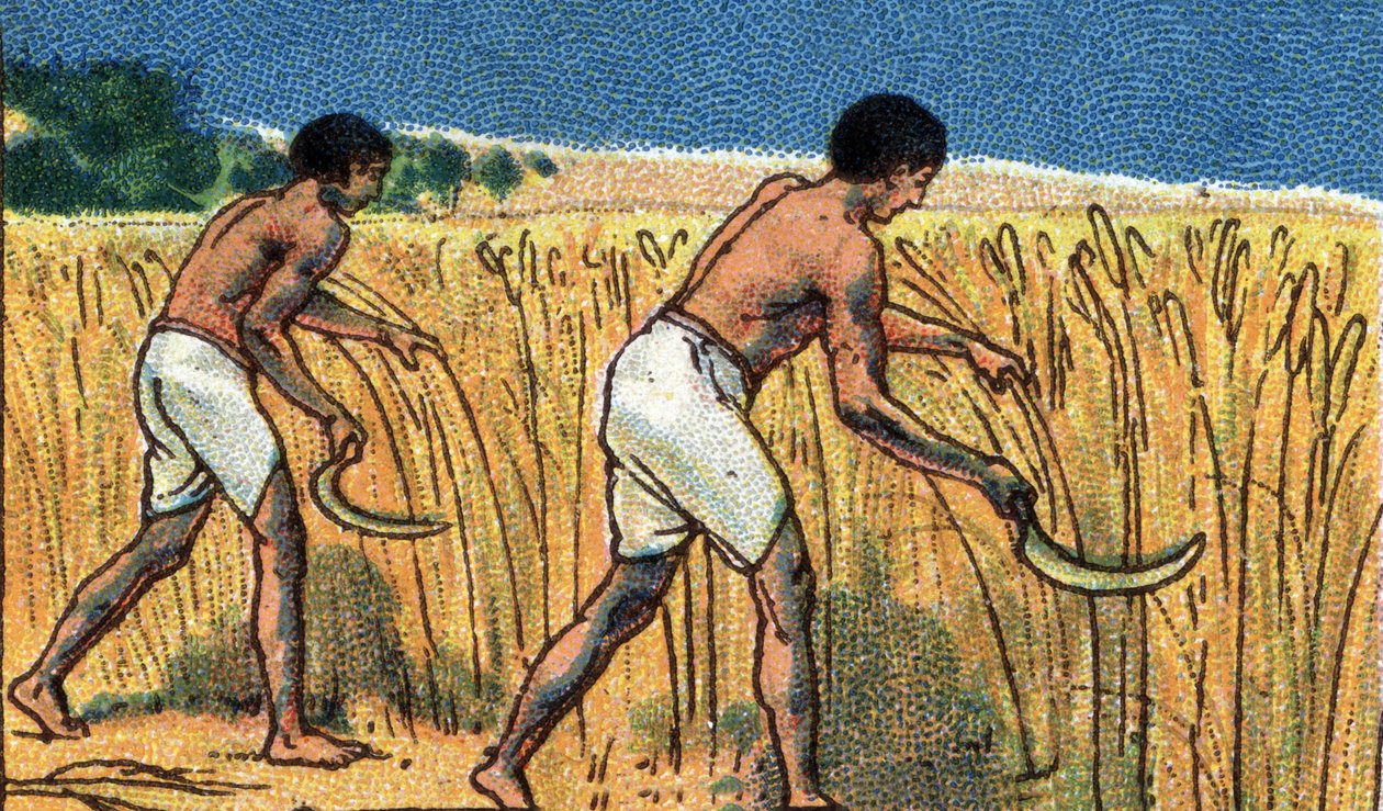 Dagligliv i det gamle Egypt: bønder som høster bles, begynnelsen av det 20. århundre (kromo) av Unknown Artist