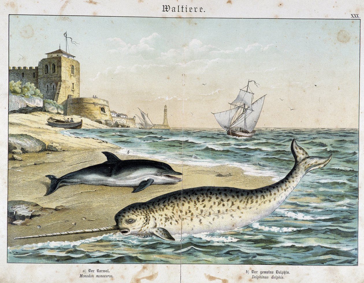 Dauphin og Narwhal (eller Narwhal), en hval - i "" Nature Stories of Pattedyr", red. Schreiber av Unknown artist