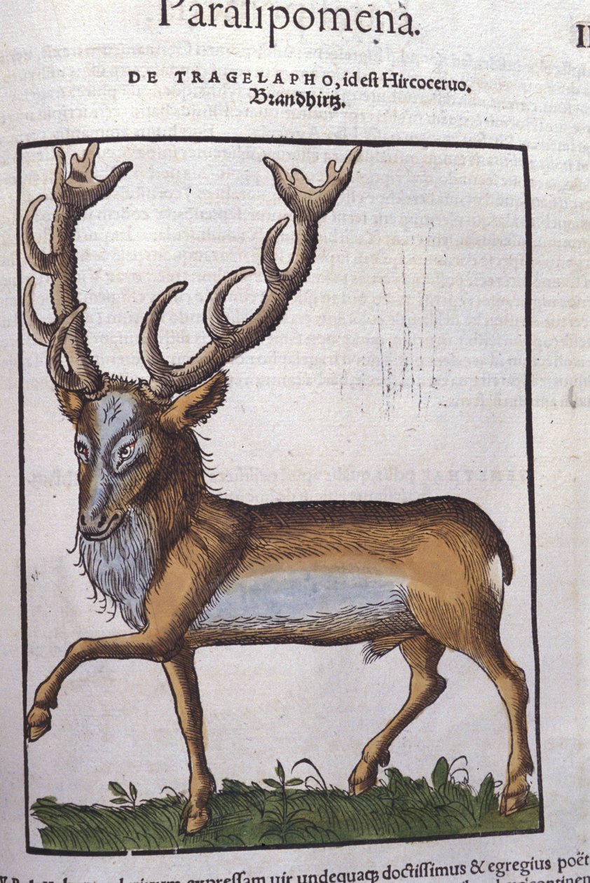 Hjort etter Historia animalium av Konrad Gesner, Tiguri av Unknown artist