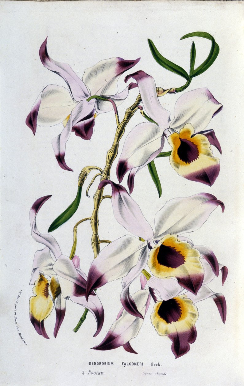 Dendrobium falconeri: familie av orkideer. av Unknown artist