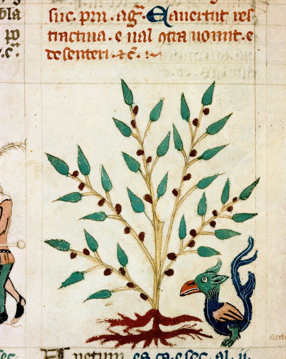 Beskrivelse av et fantastisk tre og dyr. Miniatyr hentet fra et provençalsk manuskript av typen "" Dis des philosophes"" (MS Palat. 586) 1300-tallets Biblioteca Nazionale Florence av Unknown artist