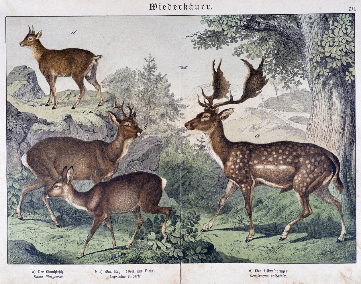 Diche, semsket skinn - i "" Natural historier of pattedyr", red. Schreiber av Unknown artist