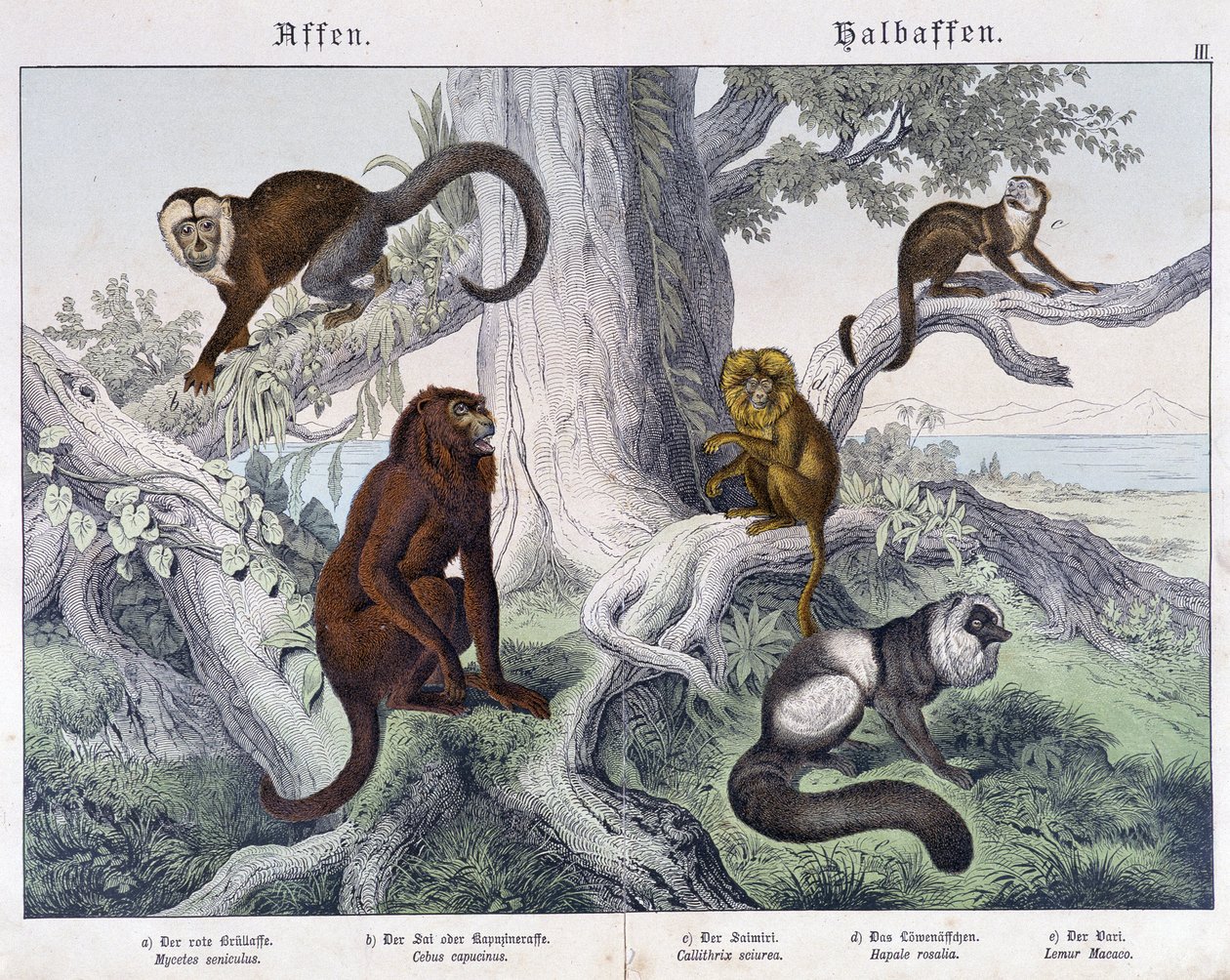 Ulike raser av apekatter - i "" Natural histories of pattedyr", red. Schreiber av Unknown artist