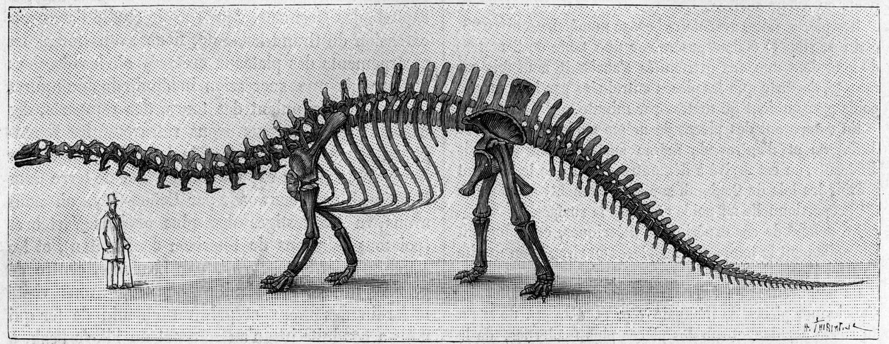 Dinosaurskjelett: "" Brontosaurus excelsus "", mars. Upper Jurassic of the Rocky Mountains. Reproduksjon av tegningen formidlet av Mr. March til Albert Gaudry ved instituttet. Gravering i "" La Nature: revue des sciences et de leurs applications aux av Unknown artist