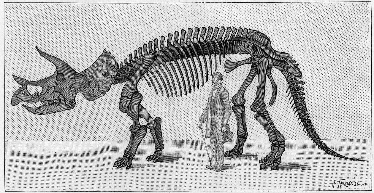 Dinosaur Skeleton: “” Triceratops prorsus””, March. Upper cretace of the Rocky Mountains. Reproduction of the drawing communicated by Mr. March to Albert Gaudry of the Institute. Engraving in “” La Nature: revue des sciences et de leurs applications aux ar av Unknown artist