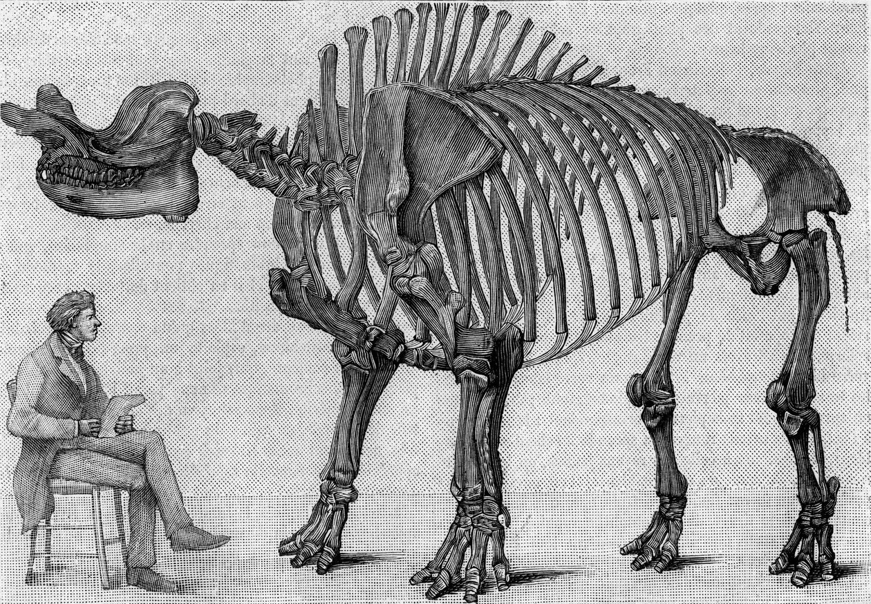 Dinosaur skeleton: “” Brontops robustus””, March. Miocene of the Rocky Mountains. Reproduction of the drawing communicated by Mr. March to Albert Gaudry of the Institute. Engraving in “” La Nature: revue des sciences et de leurs applications aux arts et a  av Unknown artist