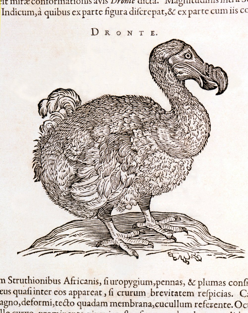 Dodo eller Dronte. Bird forsvant - i "On both natural and medical matters in India" av William Piso, Amsterdam av Unknown artist
