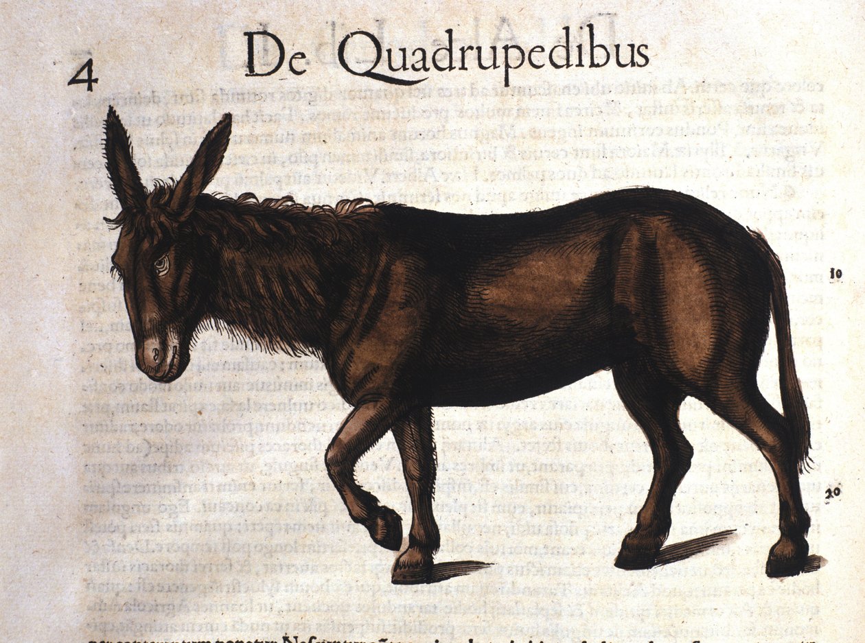 Esel fra Historia Animalium av Conrad Gesner, Tiguri 1560 av Unknown artist