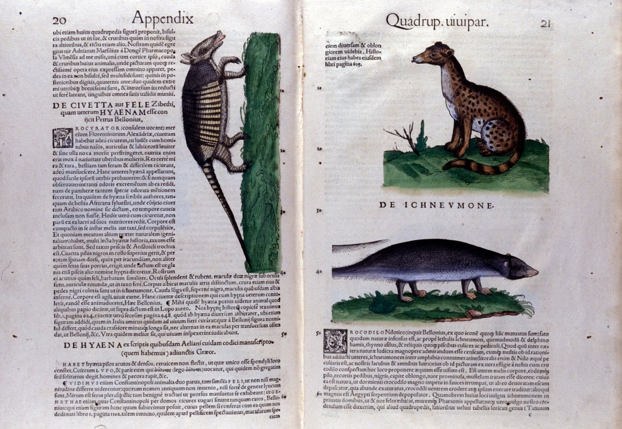 Dobbeltside av Historia Animalium av Conrad Gesner (1516 - 1565), Tiguri av Unknown artist