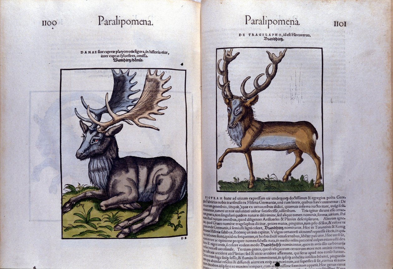 Dobbeltside med hjort i Historia Animalium av Conrad Gesner (1516 - 1565), Tiguri av Unknown artist