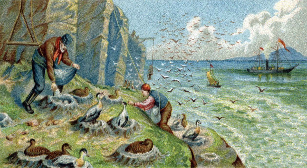 Dunproduksjon i New Zemble, Russland: menn som er siktet for å samle egg og fjær må klatre på steinene for å nå reirene. Kromolitografi fra 1800-tallet av Unknown artist