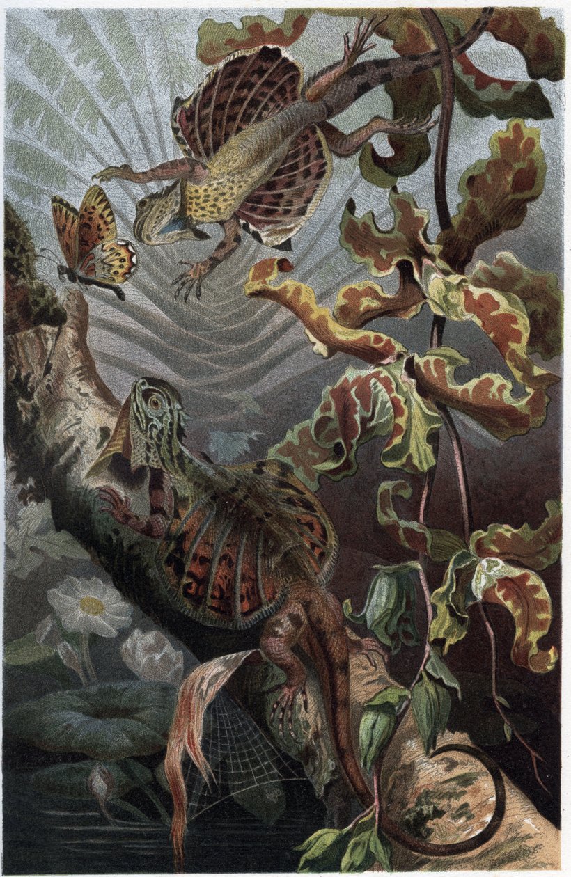 Draco volans, variasjon av arboreal lezard - Draco (slekt) (flygende drager) - gravering fra "" Brehm's Life of Animals"" av Alfred Edmund Brehm (1829-1884) av Unknown artist