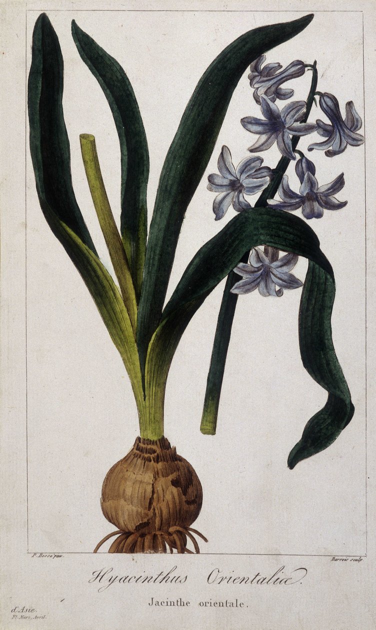 Østlig hyacint (Hyacinthus Orientalia) Botanisk bord av asiatiske planter fra 1800-tallet. av Unknown artist