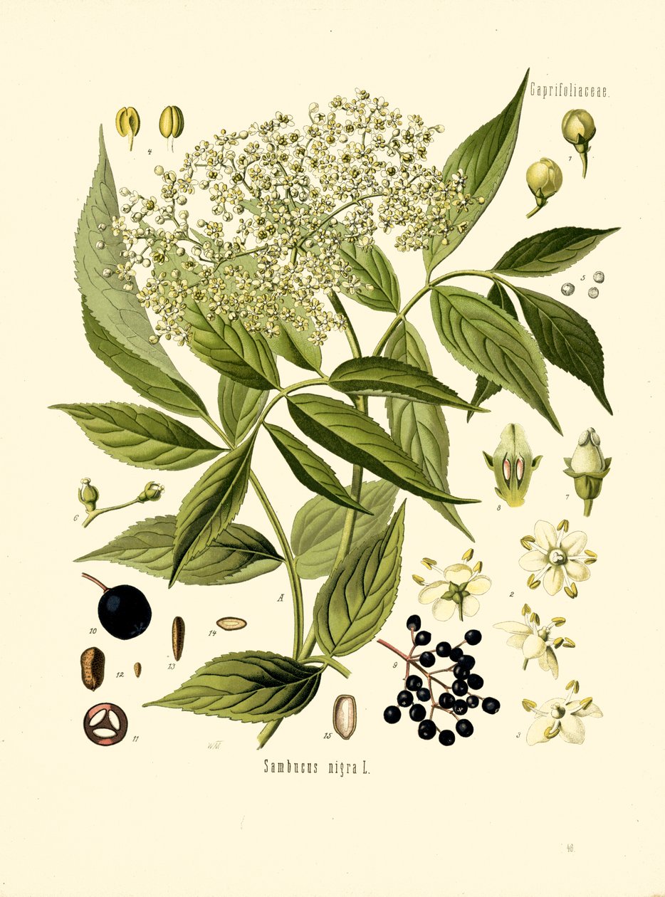 Elder Bore Tree (farge litho) av Unknown artist