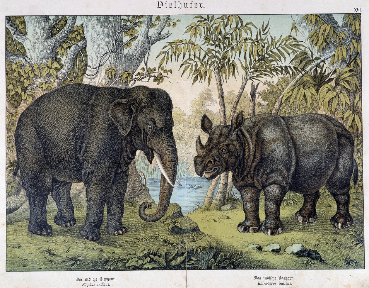 Elefant og neshorn - i "" Natural historier of pattedyr", red. Schreiber, München av Unknown artist
