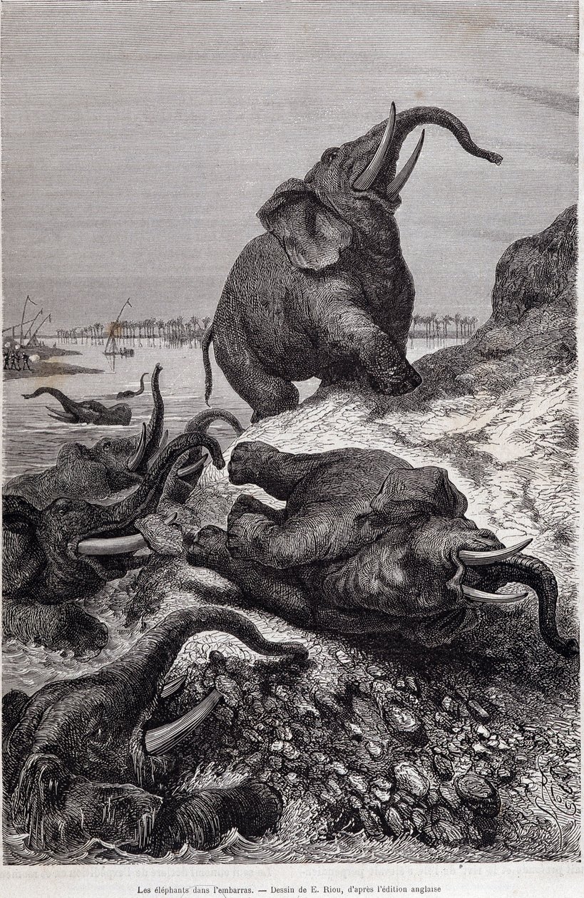 Elefanter som klatrer på bredden av en elv, på grunn av en ekspedisjon til Sentral-Afrika på oppdrag av Sir Samuel White Baker, "Tour du monde" av Unknown artist