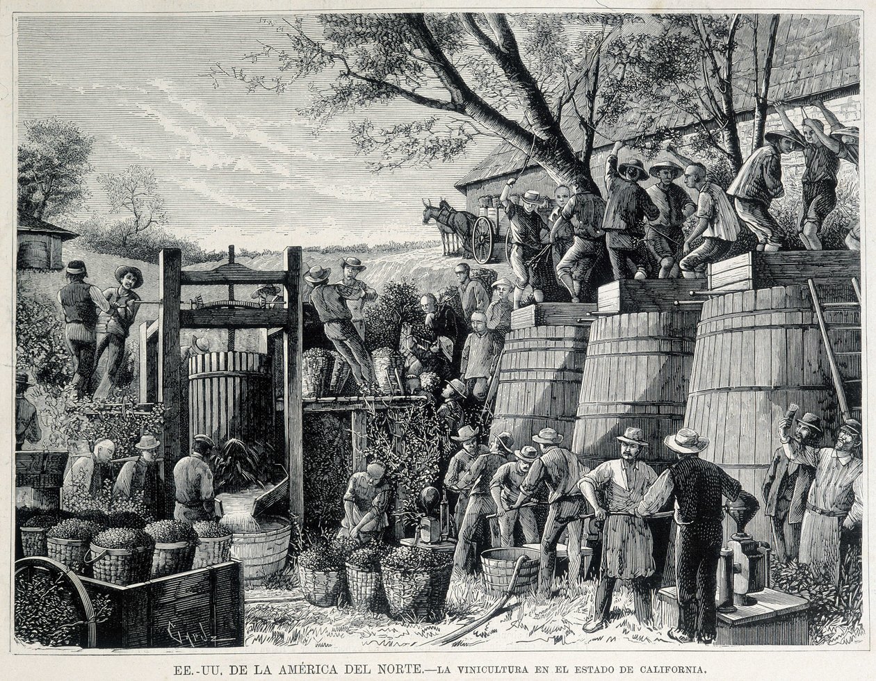 Gravering fra 1876 som representerer vindyrking i California på 1800-tallet. av Unknown artist