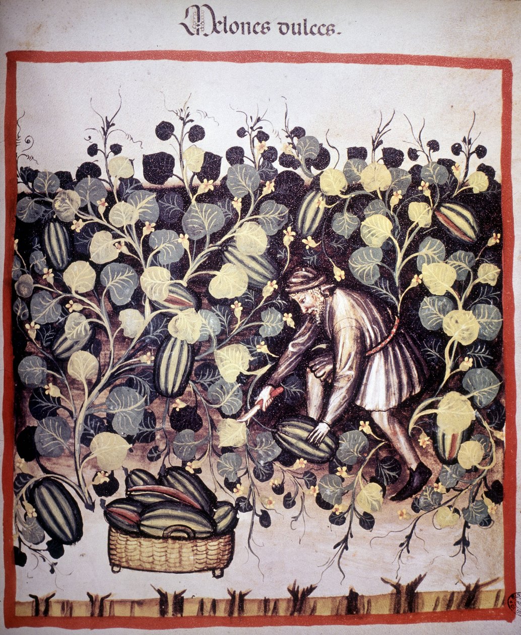 Gravering som representerer samlingen av meloner fra "Tacuinum Sanitatis". B.N, Wien. av Unknown artist